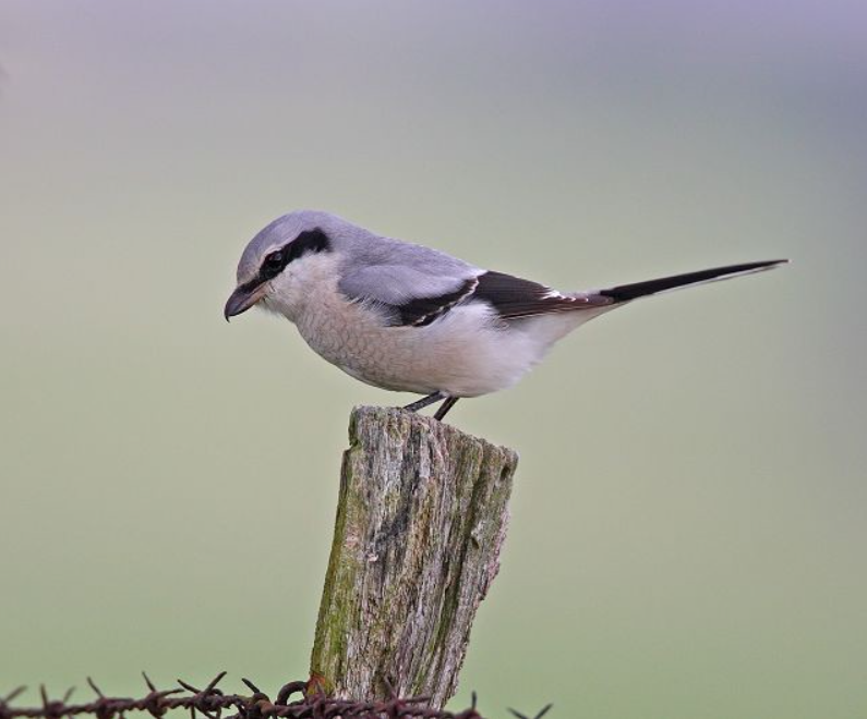 Čmeláci PLUS - Ťuhýk šedý (Lanius excubitor) - Foto George Evant