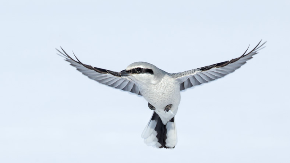 Čmeláci PLUS - Ťuhýk šedý (Lanius excubitor) - Foto Andrew Moon