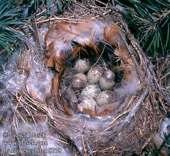 Čmeláci PLUS -Ťuhýk šedý (Lanius excubitor) hnízdo