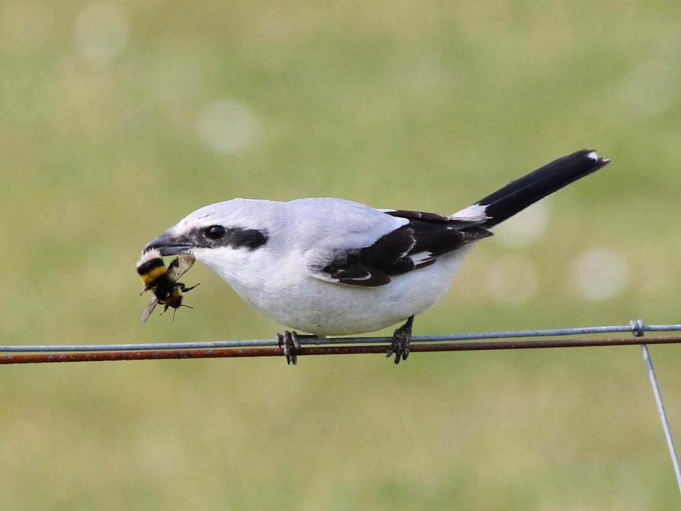 Čmeláci PLUS - Ťuhýk šedý (Lanius excubitor) samice