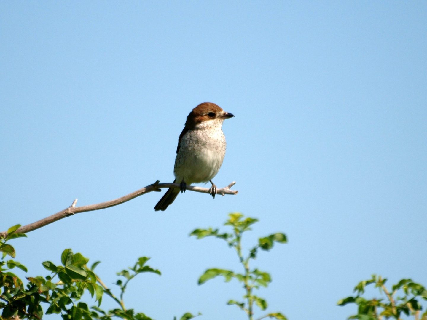 Čmeláci PLUS - Ťuhýk obecný (Lanius collurio) - Foto - Ala Ungerova 07 2020