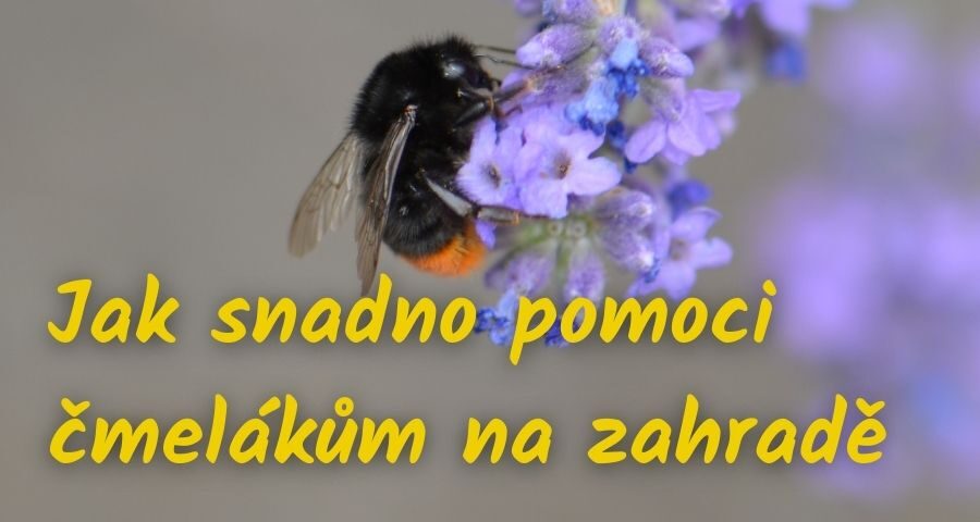 jak snadno pomoci čmelákům na zahradě a i jinému hmyzu