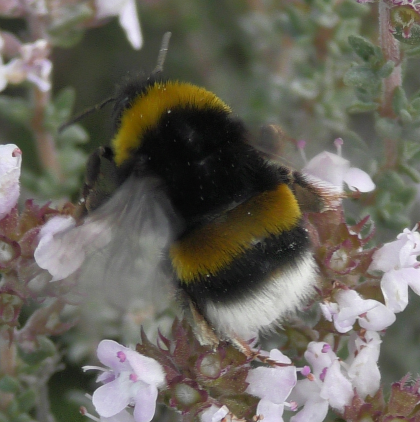 Čmeláci PLUS - Bombus terrestris dalmatinus