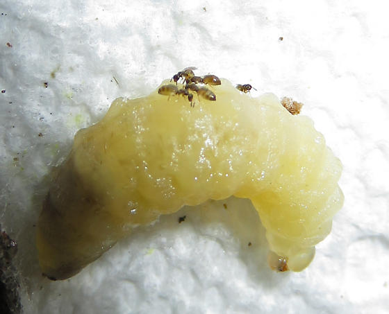 Čmeláci PLUS - Mleittobia acasta - Samičky na karvě čmeláka Foto Gerald S Wegner
