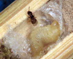 Čmeláci PLUS - Melittobia acasta - Samička - Foto Foto www wildbienen info