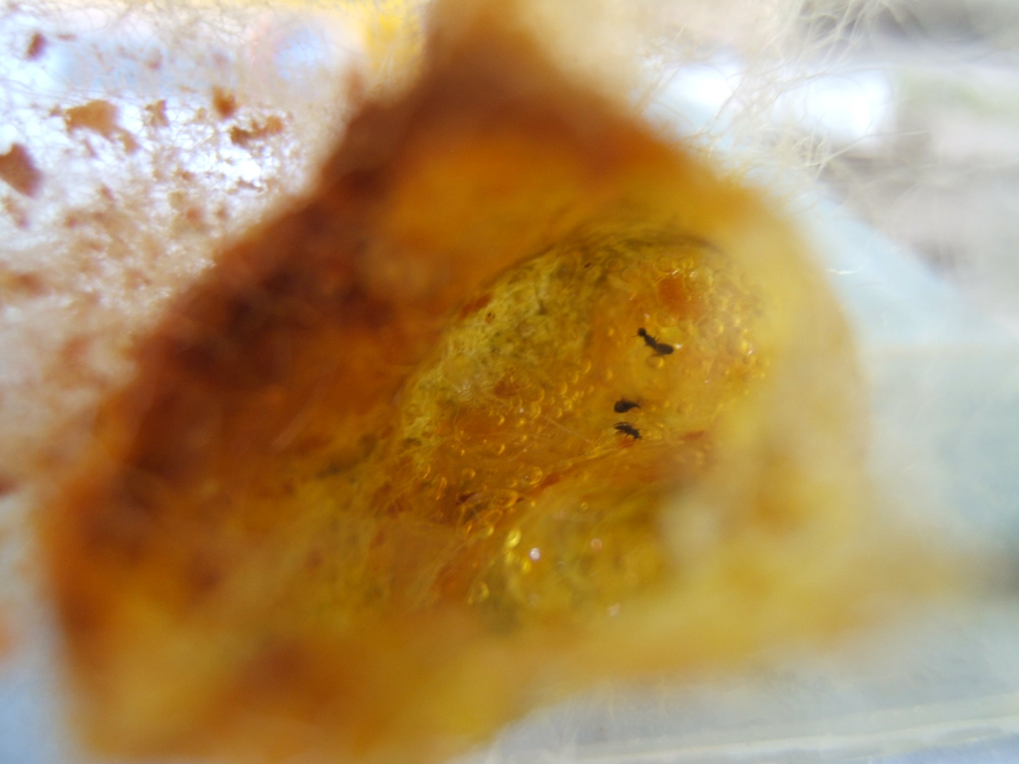Čmeláci PLUS - Melittobia acasta v hnízdě čmeláků