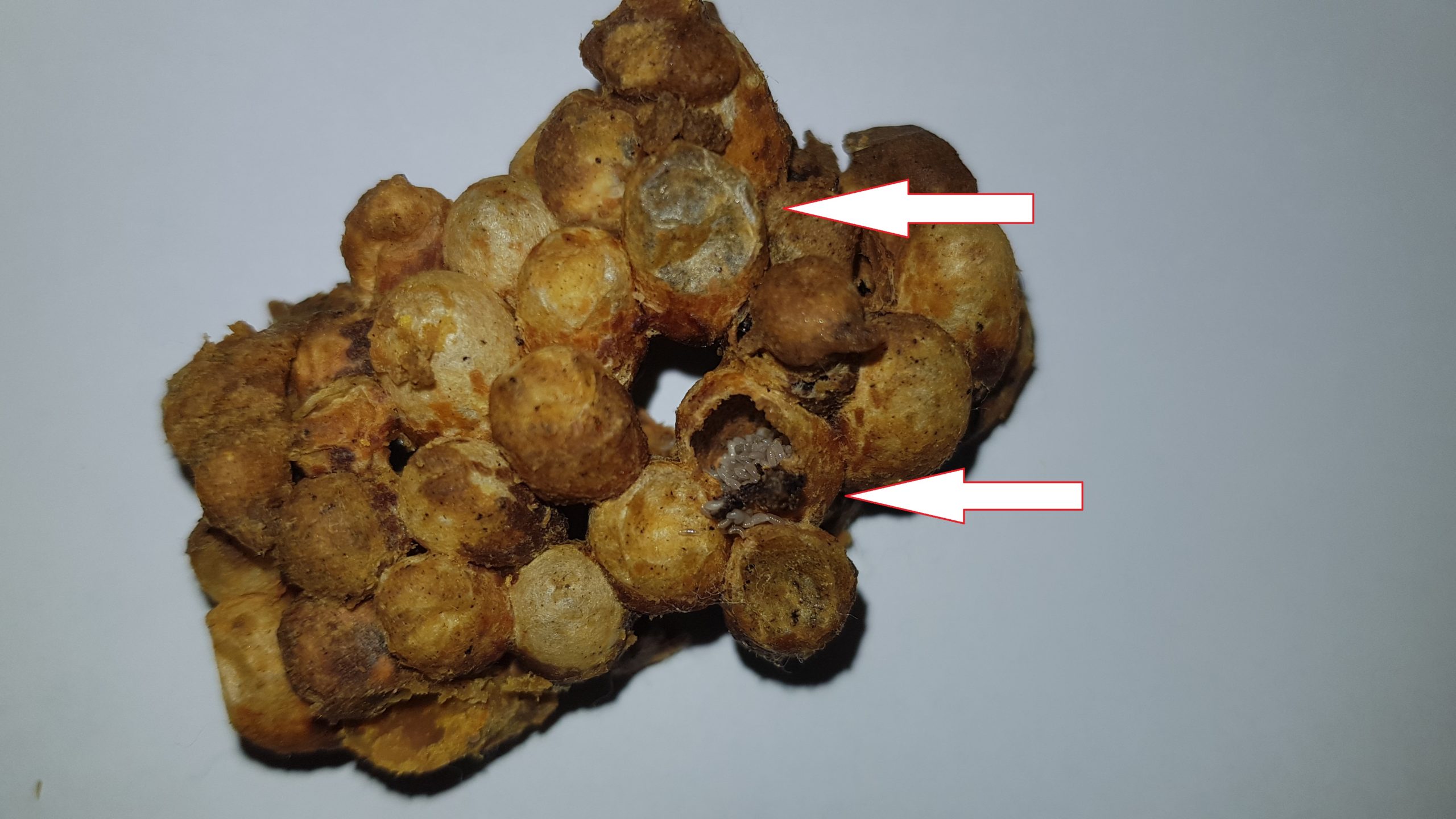 Čmeláci PLUS - Melittobia acasta - Napadené čmeláčí kokony