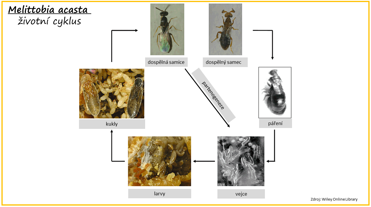 Čmeláci PLUS - Melittobia acasta - životní cyklus