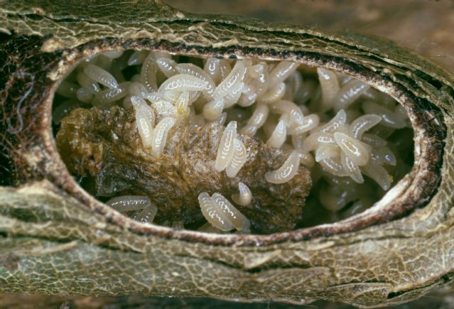 Čmeláci Plus - Melittiobia acasta - napadaná larva hostiele - Foto Krebs Albert