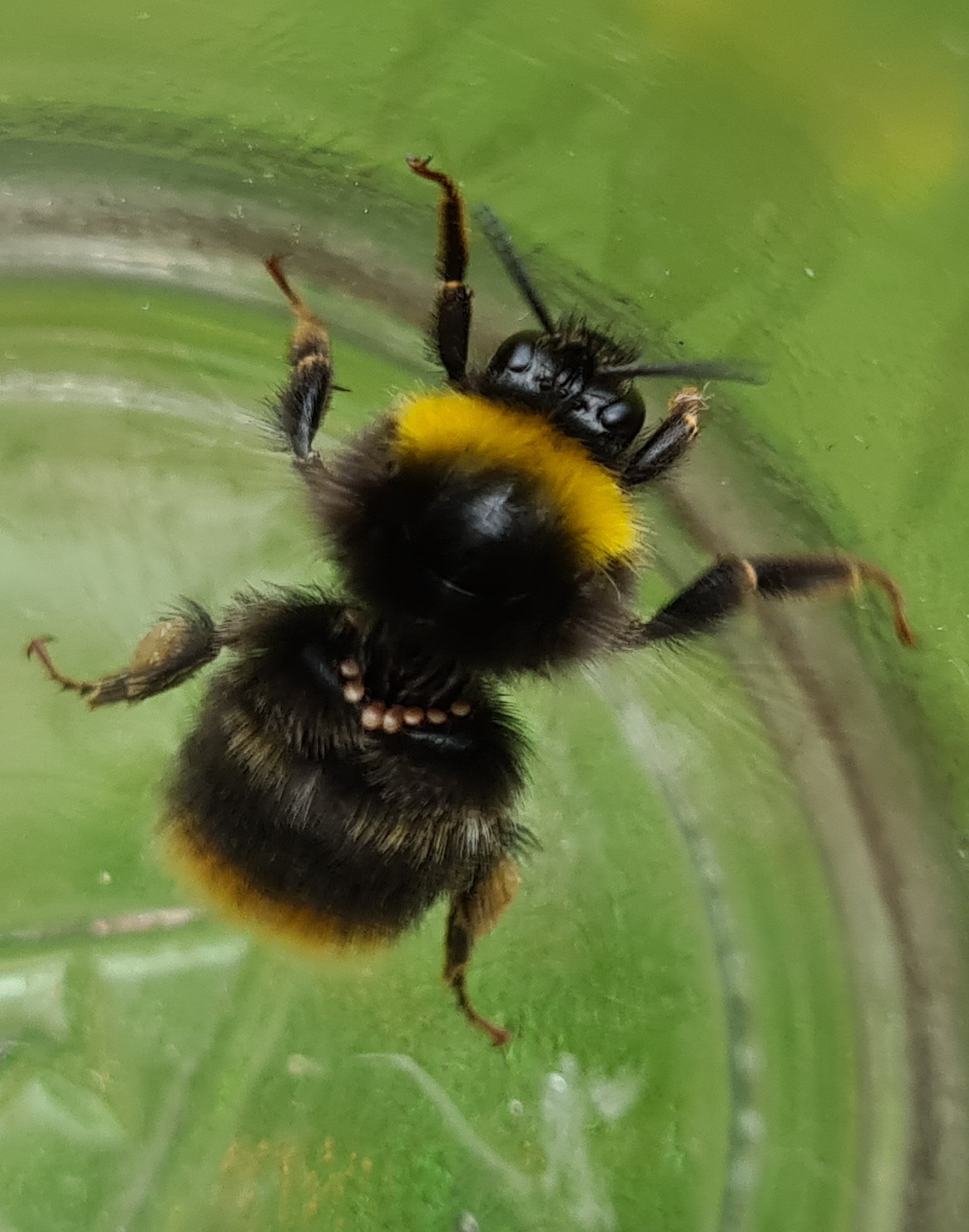 Čmeláci PLUS - Čmelák luční (Bombus pratorum) matka (queen) - O.Hercog 2021 07 17