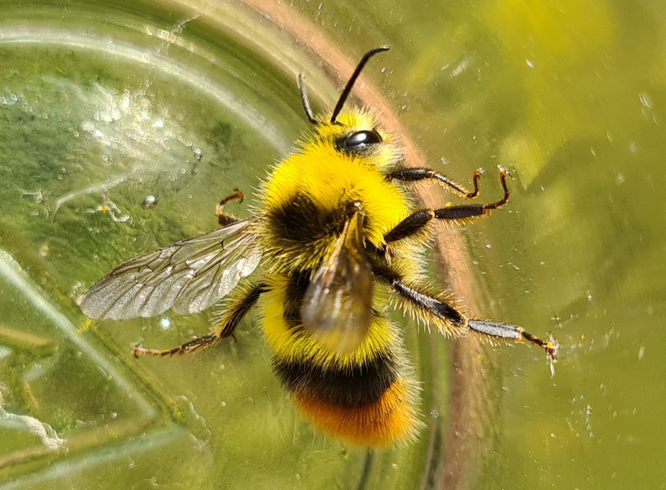 Čmeláci PLUS - Bombus pratorum male 3 O_Hercog 2021 06 25