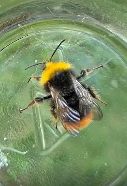 Čmeláci PLUS - Bombus pratorum male 3 O_Hercog 2021 06 11