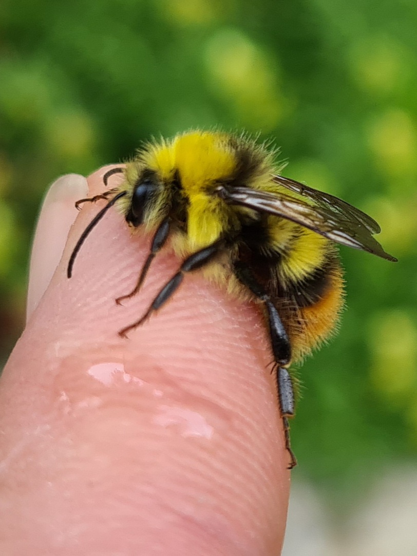 Čmeláci PLUS - Bombus pratorum male 3 O_Hercog 2021 06 25