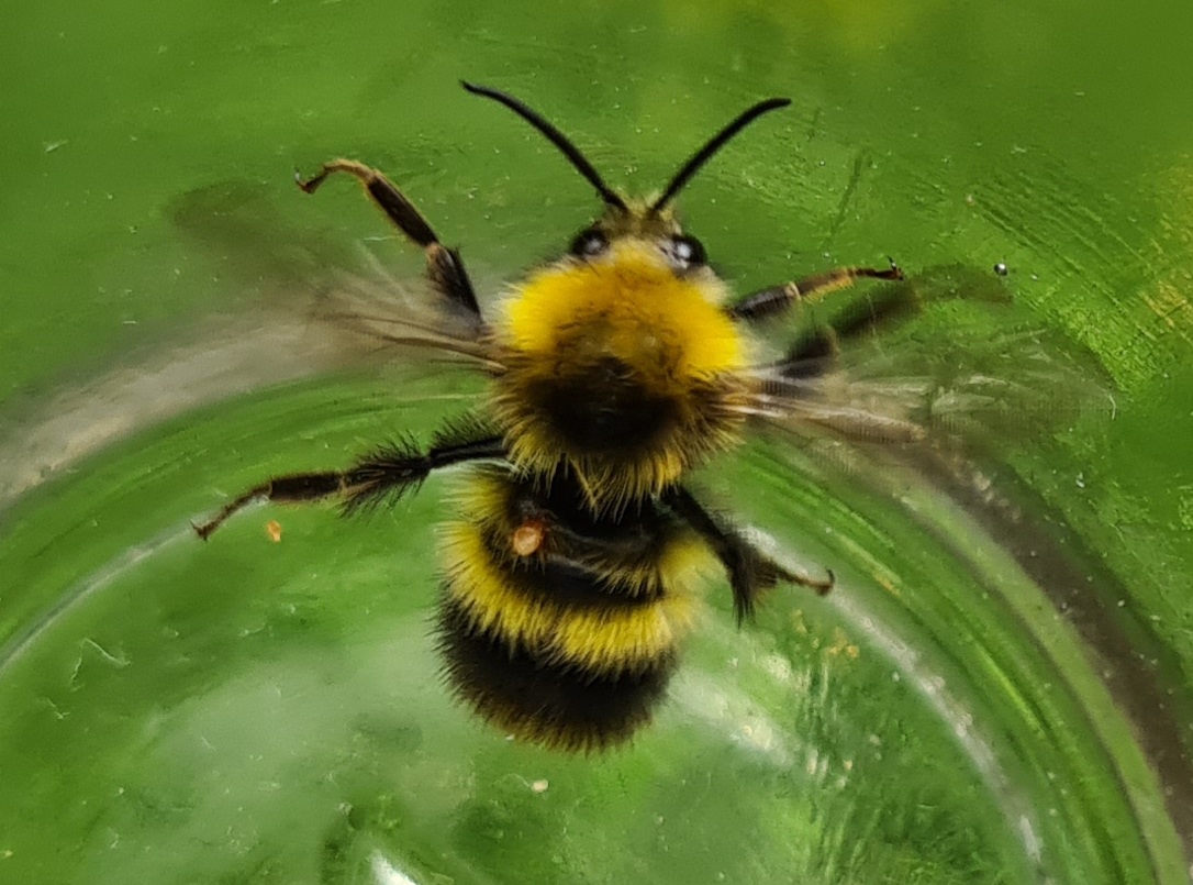 Čmeláci PLUS - Bombus pratorum male 3 O_Hercog 2021 07 17