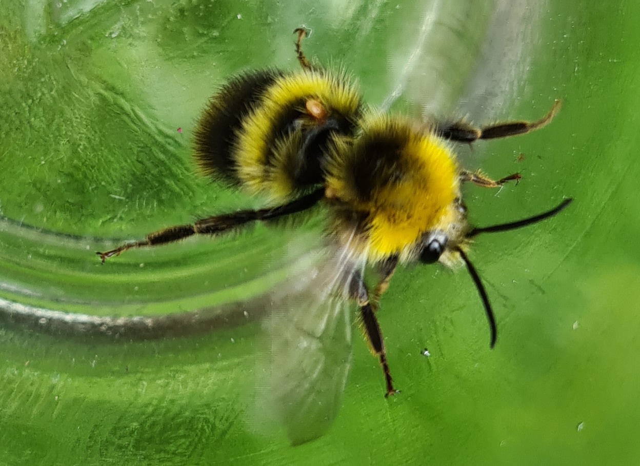 Čmeláci PLUS - Bombus pratorum male 3 O_Hercog 2021 07 17