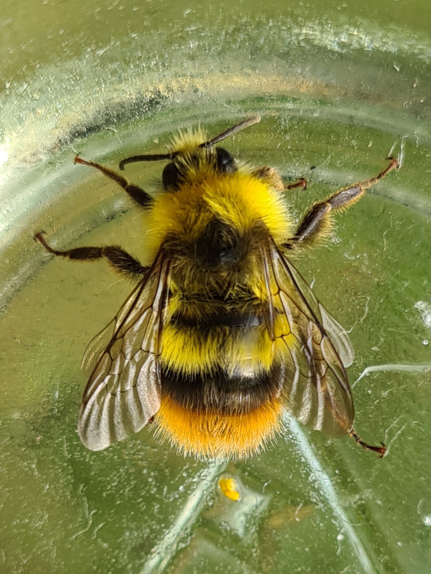 Čmeláci PLUS - Čmelák luční (Bombus pratorum) samec (male) - O.Hercog 2021 06 25