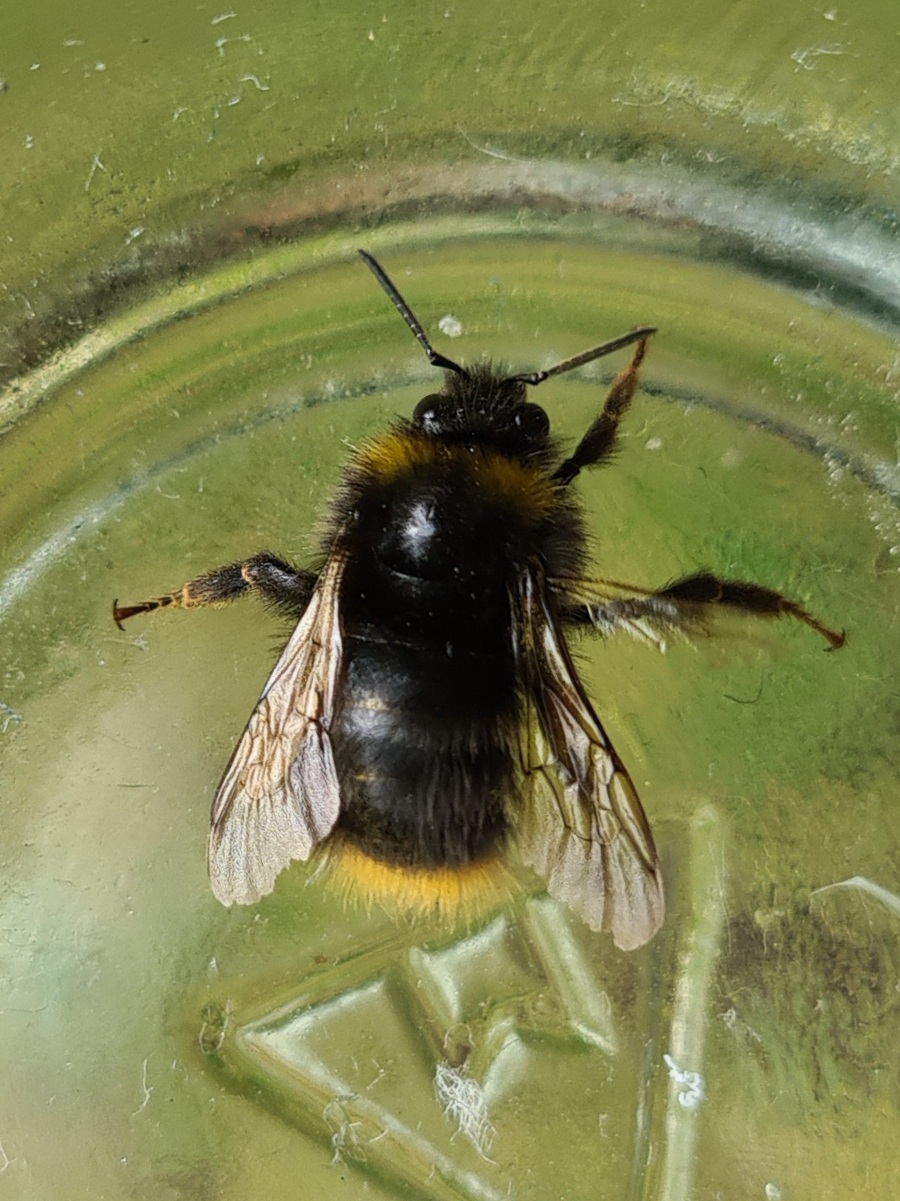 Čmeláci PLUS - Čmelák luční (Bombus pratorum) dělnice (worker) - O.Hercog 2021 06 22