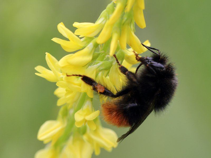 Čmeláci PLUS - Čmelák širokolebý (Bombus wurflenii) - Bumblebees etc.