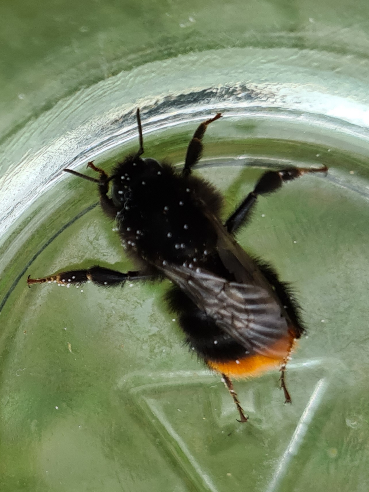 Čmeláci PLUS - Čmelák skalní (Bombus lapidarius) dělnice (worker) Ondřej Hercog 2021 07 21