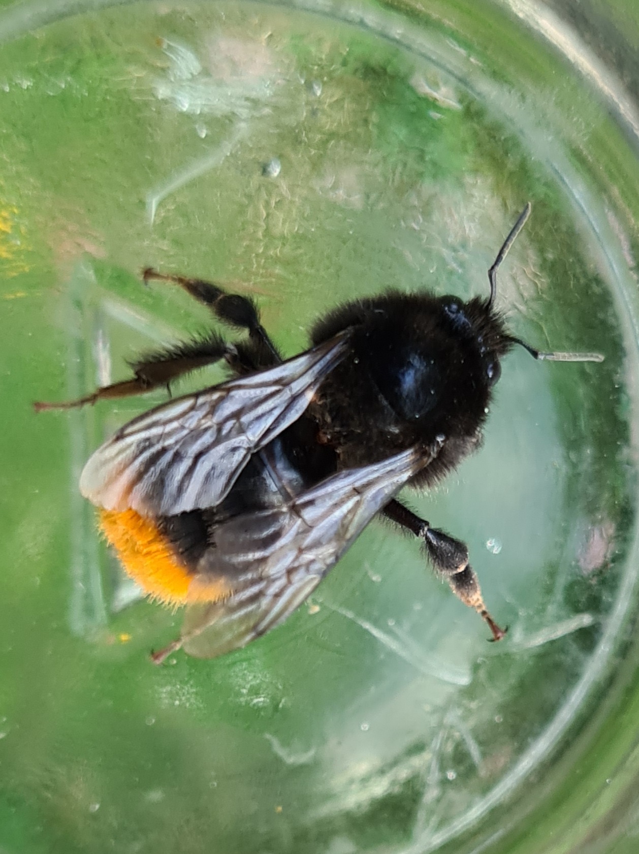 Čmeláci PLUS - Čmelák skalní  (Bombus lapidarius) - dělnice (worker) - Ondřej Hercog 2021 07 27