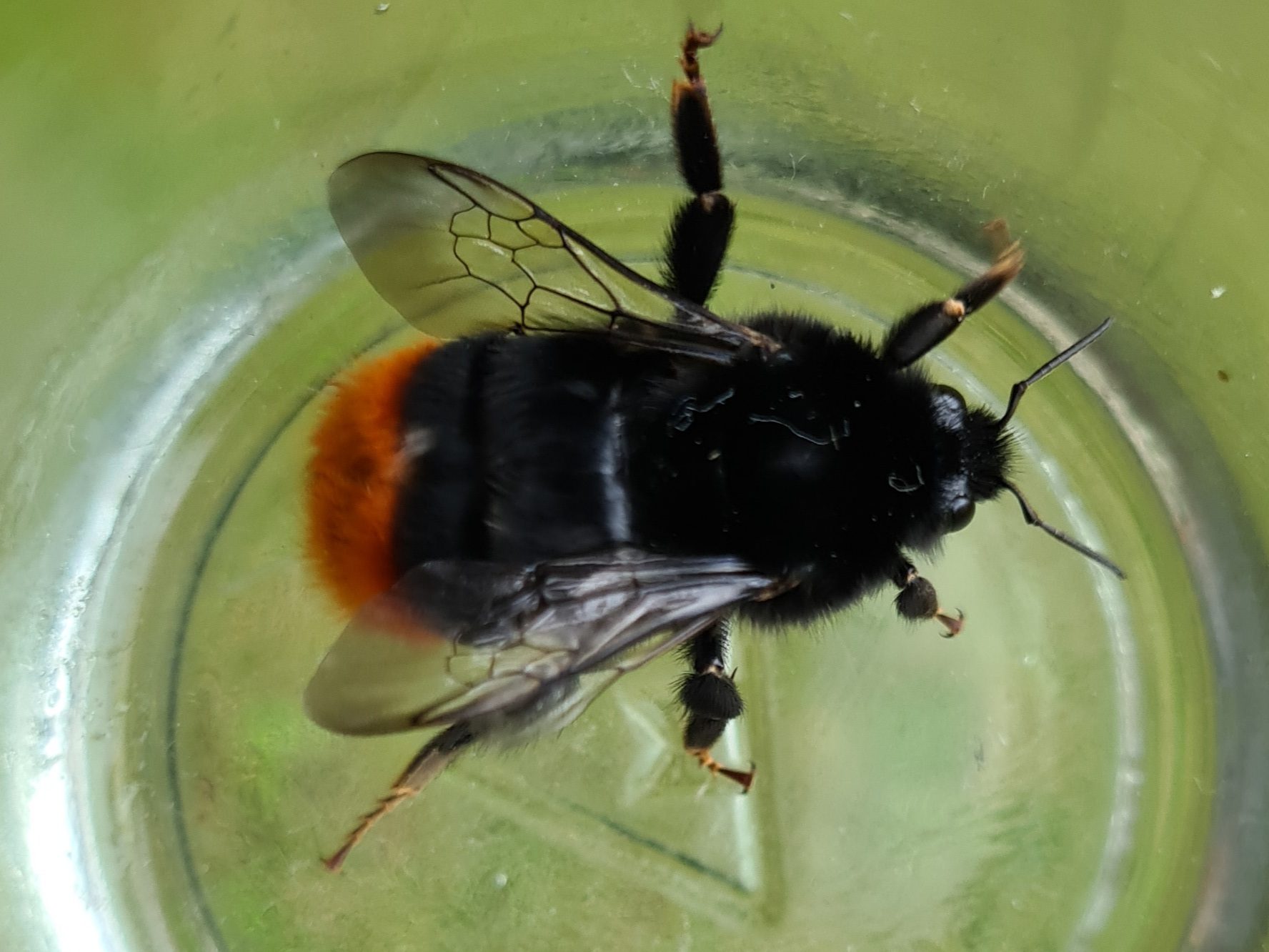 Čmeláci PLUS - Čmelák skalní (Bombus lapidarius) matka (queen) Ondřej Hercog 2021 07 11