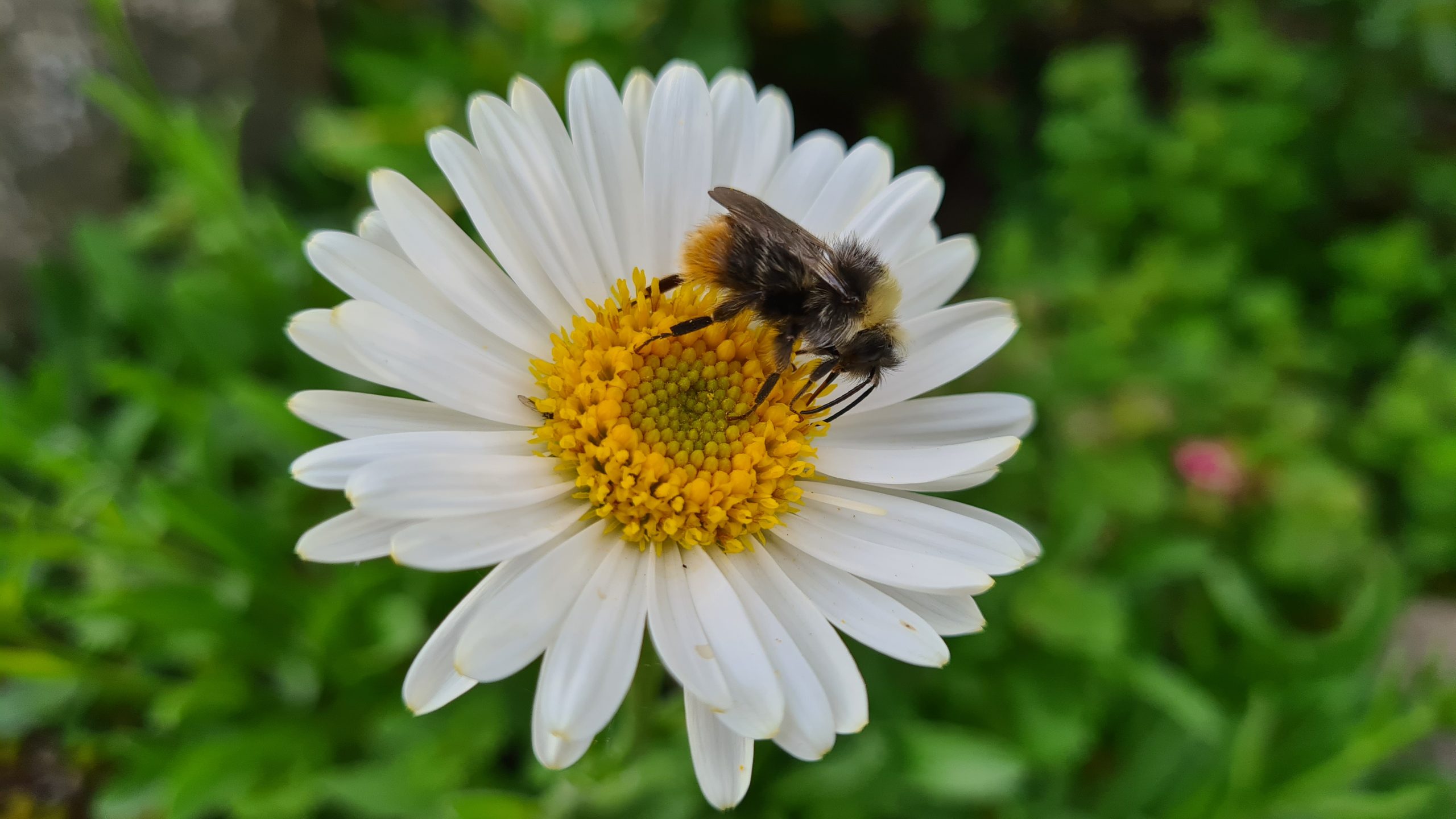 Čmeláci PLUS - Bombus pratorum male 3 O_Hercog 2021 06 05