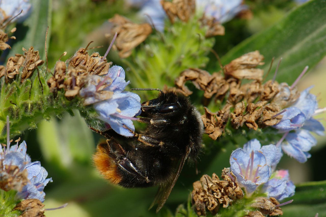 Čmeláci PLUS - Čmelák klamavý (Bombus confusus) - samec (male) - Wikipedia