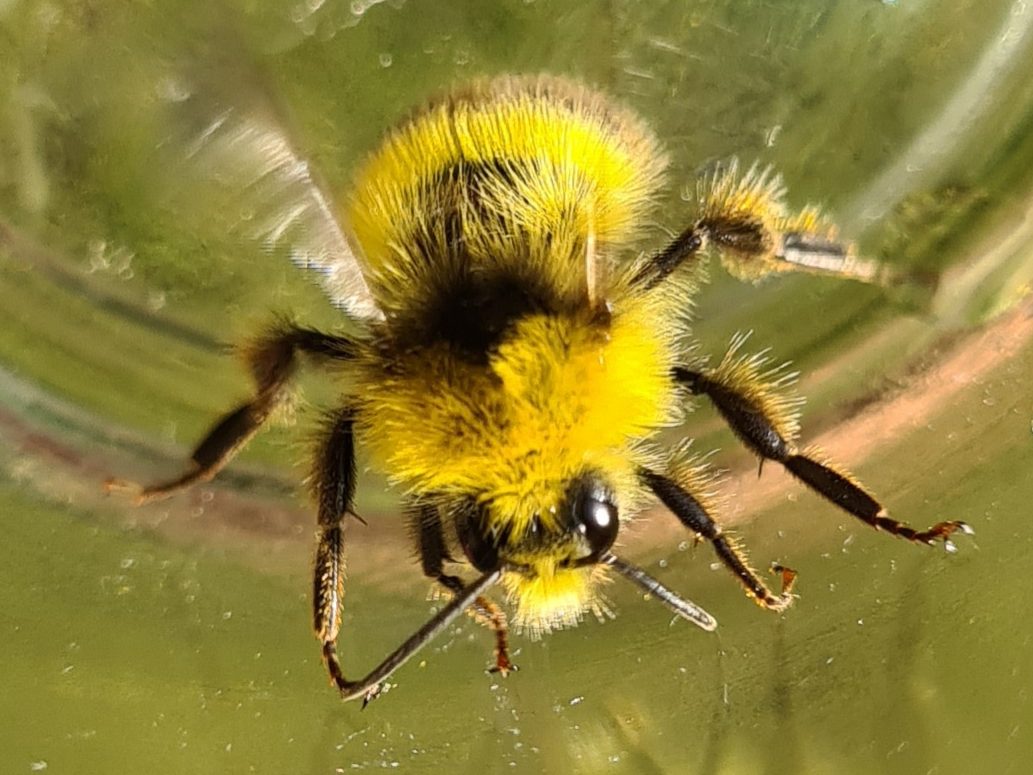 Čmeláci PLUS - Čmelák luční (Bombus pratorum) samec (male) - Ondřekj Hercog - 2012 06 22