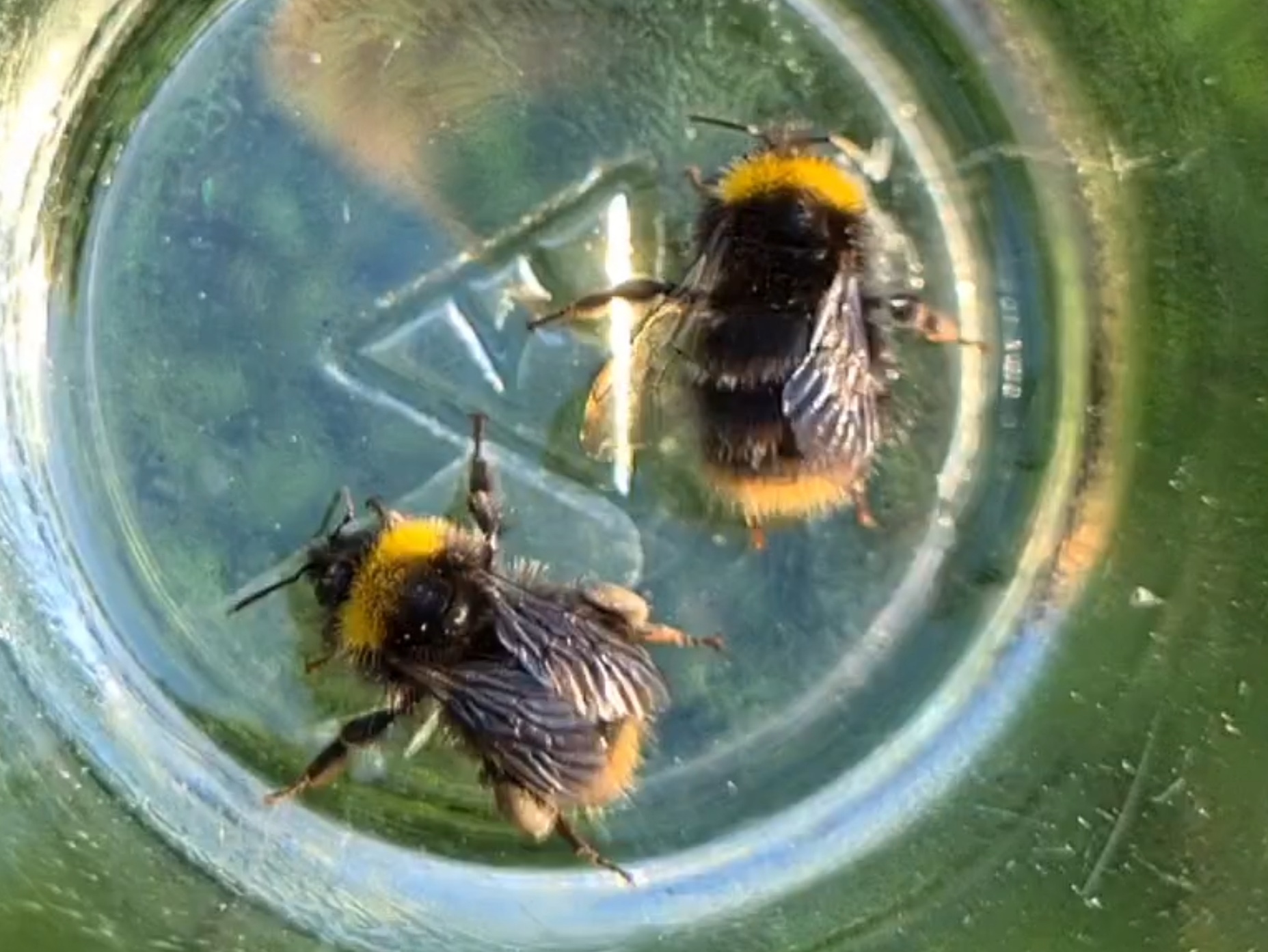 Čmeláci PLUS - Čmelák luční (Bombus pratorum) dělnice (worker) - O.Hercog 2021 06 