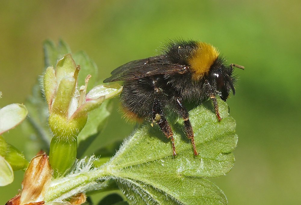 Čmeláci PLUS - Čmelák luční (Bombus pratorum) - dělnice