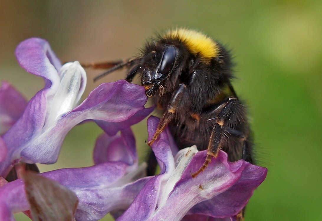 Čmeláci PLUS - Čmelák luční (Bombus pratorum) matka