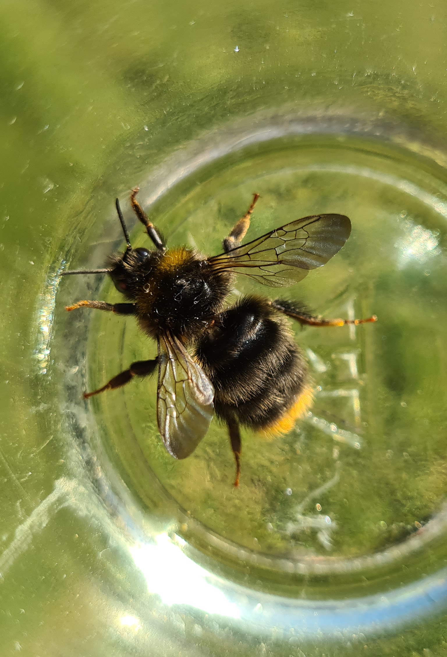 Čmeláci PLUS - Čmelák luční (Bombus pratorum) matka (femaile) - Ondřej Hercog 2021 07 12