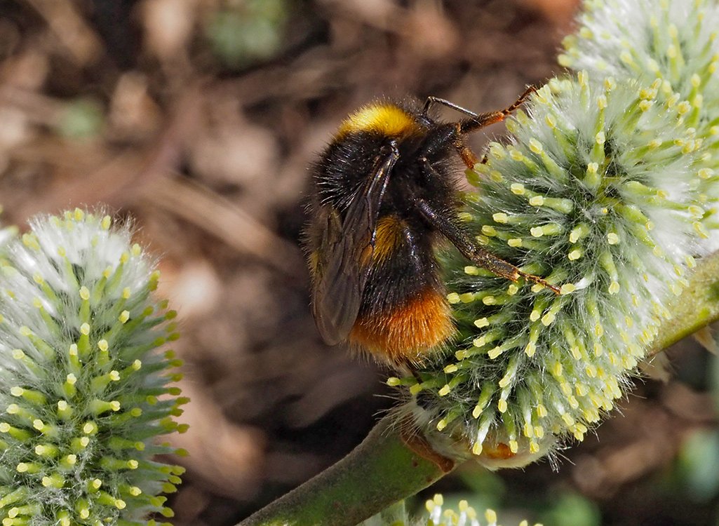 Čmeláci PLUS - Čmelák luční (Bombus pratorum) matka