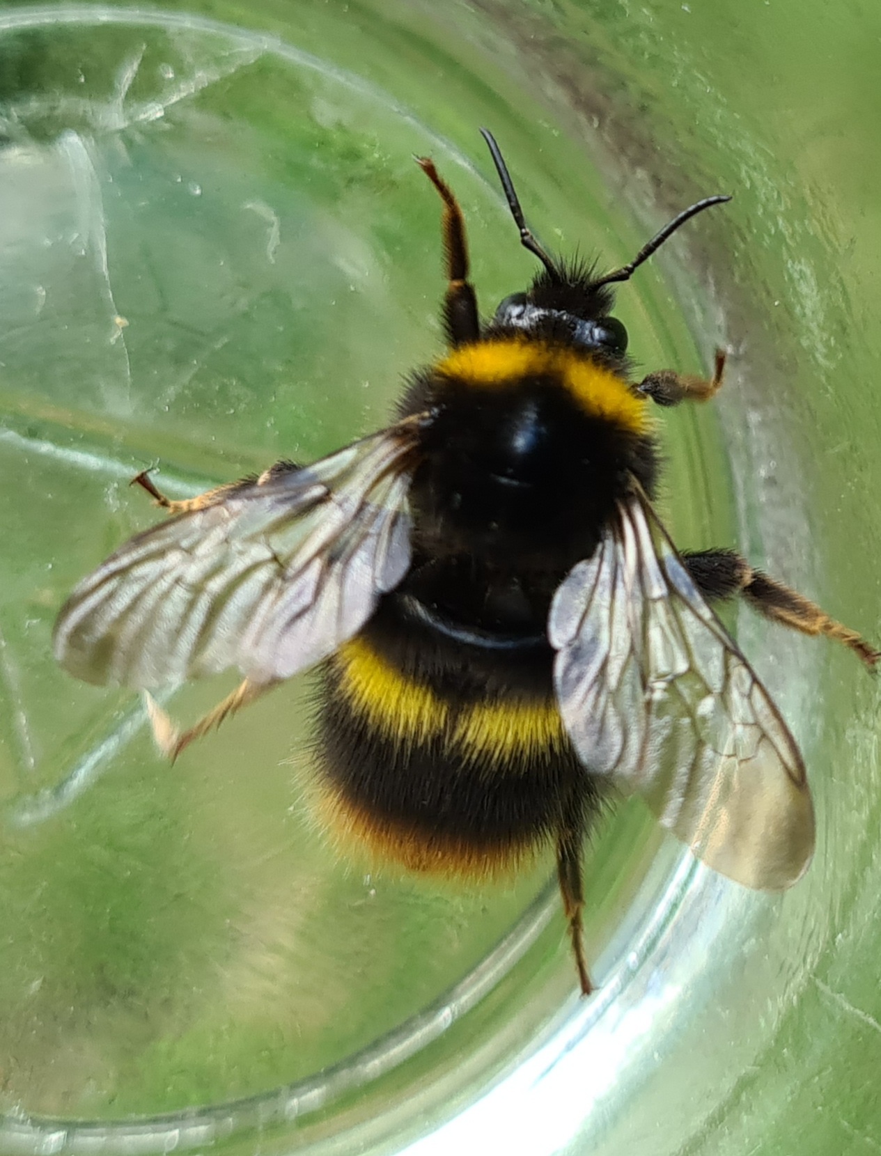 Čmeláci PLUS - Čmelák luční (Bombus pratorum) - matka (queen) - Ondřej Hercog - 2021 07 27 