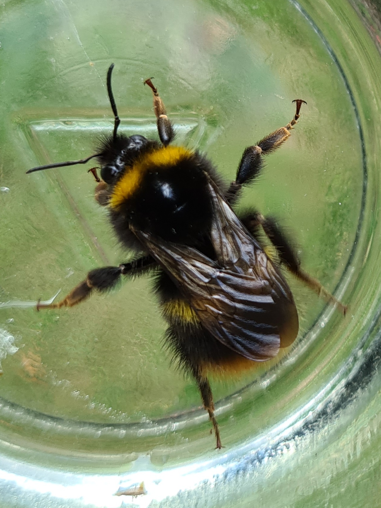 Čmeláci PLUS - Čmelák luční (Bombus pratorum) - matka (queen) - Ondřej Hercog - 2021 07 27