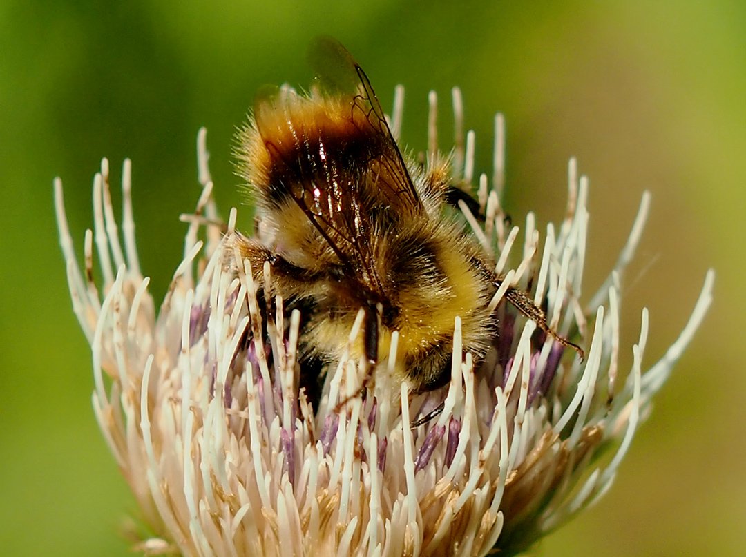 Čmeláci PLUS - Čmelák luční (Bombus pratorum) - samec