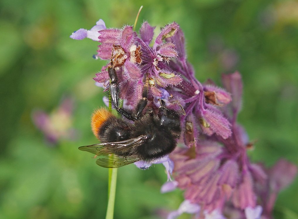 Čmeláci PLUS - Čmelák skalní  (Bombus lapidarius) - dělnice na šalvěji přeslenité (worker) - Hana Kříženecká