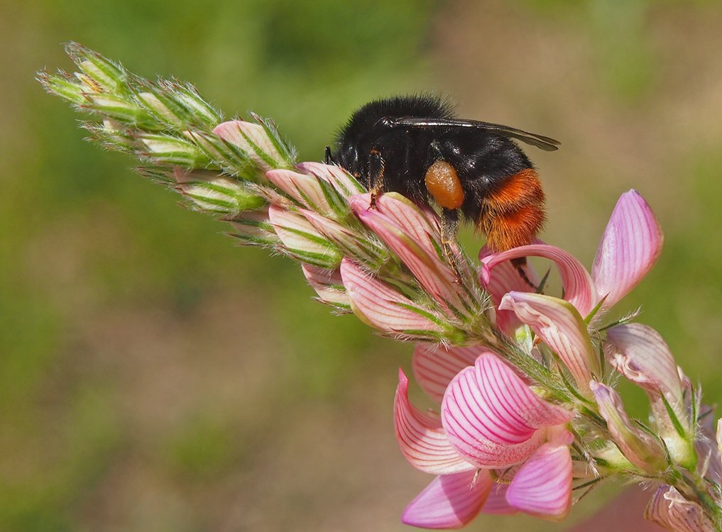 Čmeláci PLUS - Čmelák skalní (Bombus lapidarius) dělnice na vičenici (worker) - Hana Kříženecká