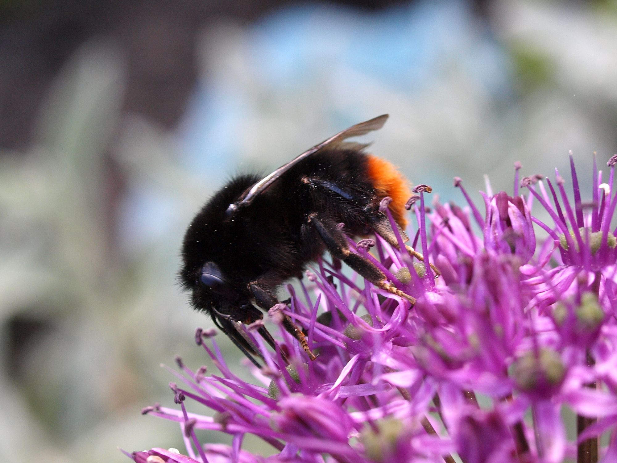 Čmeláci PLUS - Čmelák skalní - Bombus lapidarius - dělnice - worker - Ála Ungerová