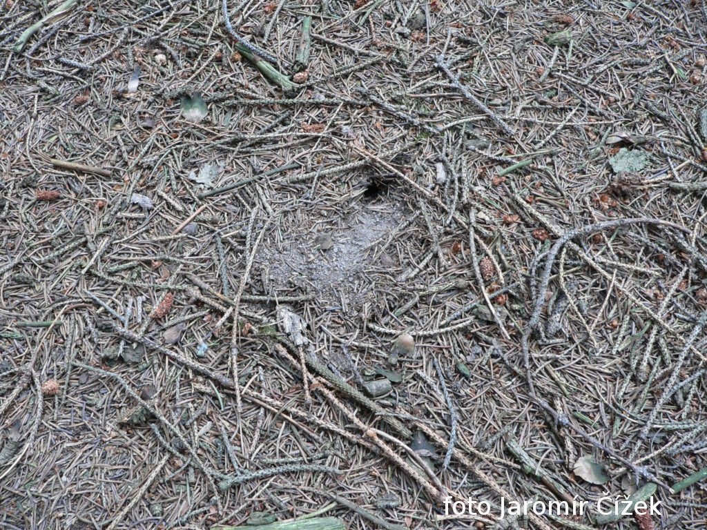 Čmeláci PLUS - Čmelák skalní (Bombus lapidarius) hibernakulum - Jaromír Čížek