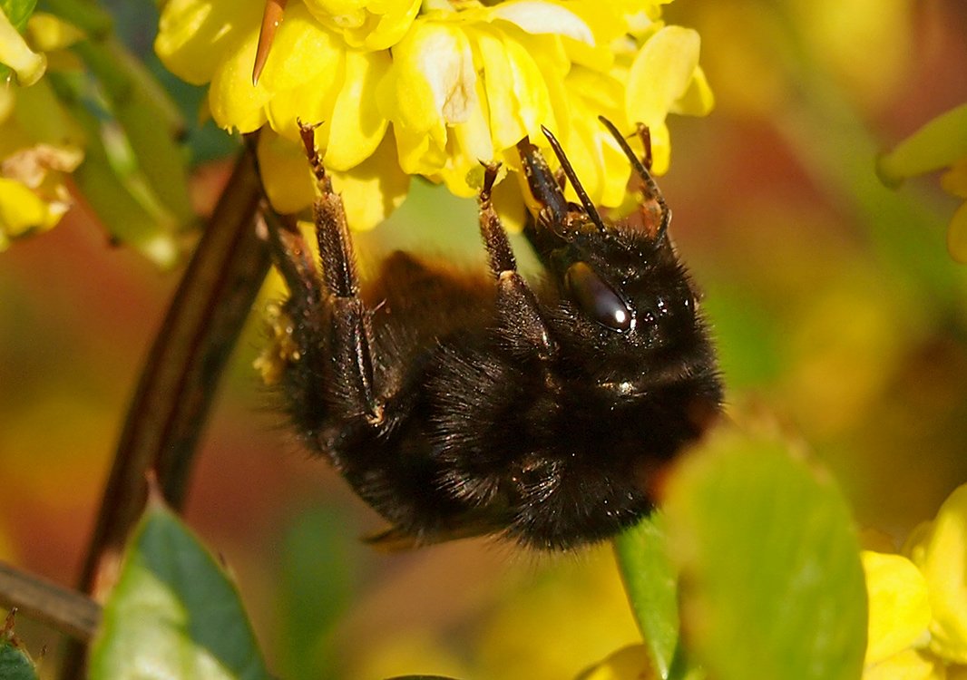 Čmeláci PLUS - Čmelák skalní (Bombus lapidarius) - matka na dřišťálu  (queen) - Hana Kříženecká