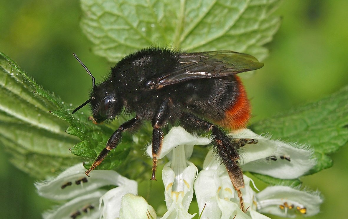 Čmeláci PLUS - Čmelák skalní (Bombus lapidarius) - matka na hluchavce (queen) - Hana Kříženecká