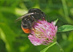 Čmeláci PLUS - Čmelák skalní (Bombus lapidarius) - matka na jeteli (queen) - Hana Kříženecká