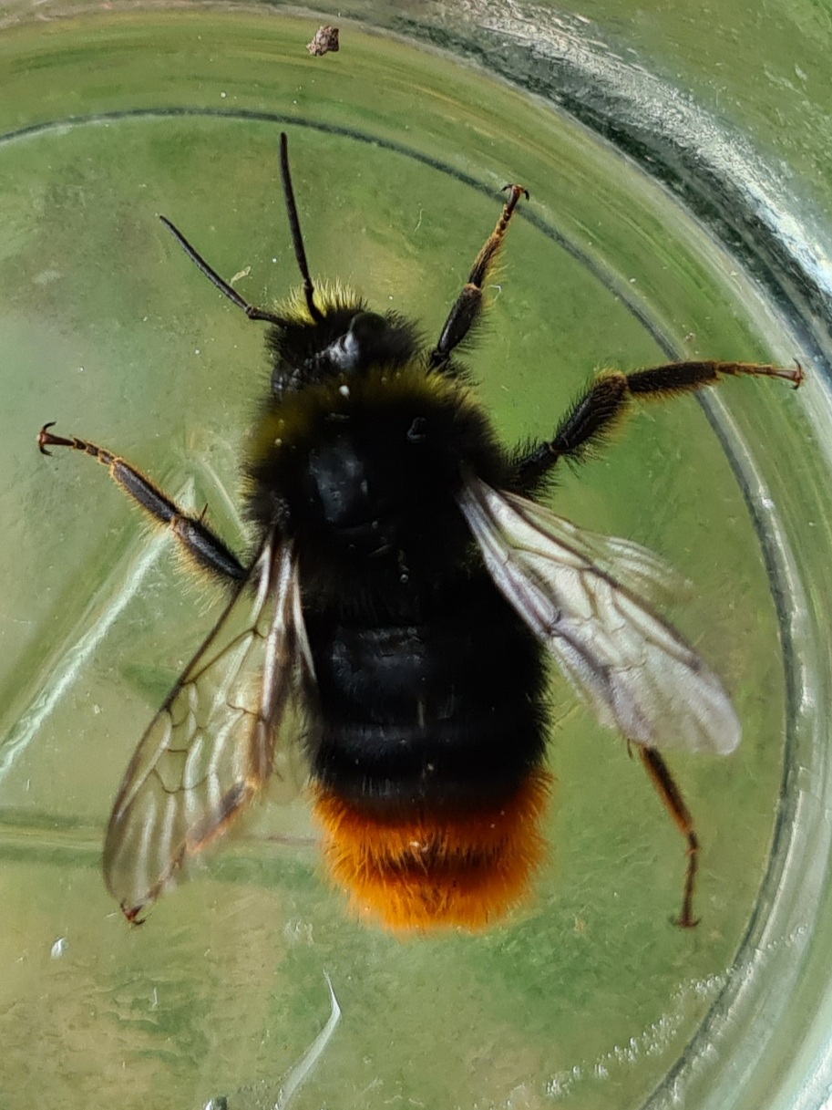 Čmeláci PLUS - Čmelák skalní (Bombus lapidarius) samec (male) Ondřej Hercog 2021 07 21