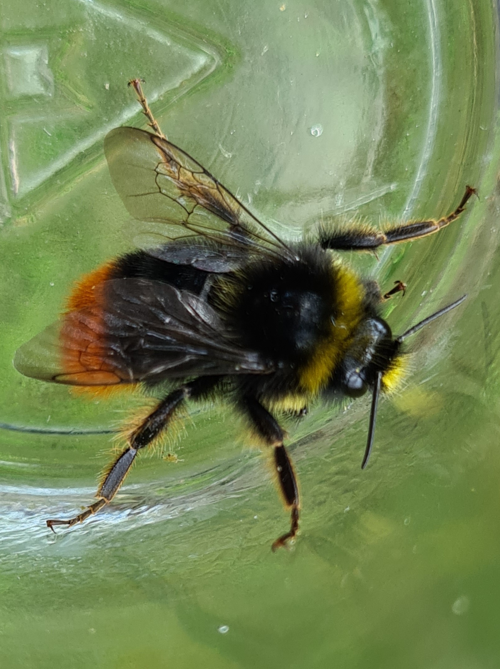 Čmeláci PLUS - Čmelák skalní (Bombus lapidarius) samec (male) Ondřej Hercog 2021 07 21