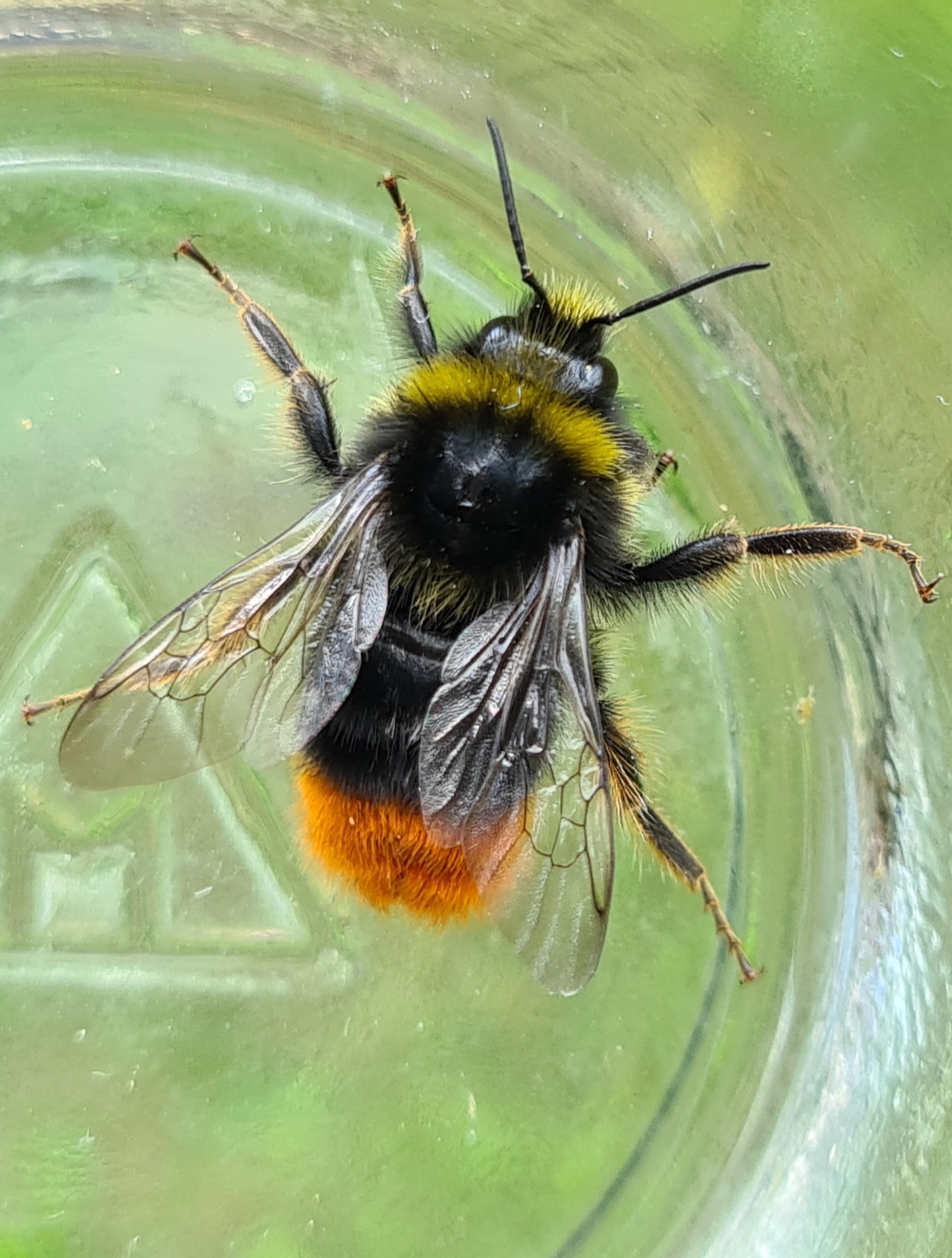 Čmeláci PLUS - Čmelák skalní (Bombus lapidarius) samec (male) Ondřej Hercog 2021 07 21