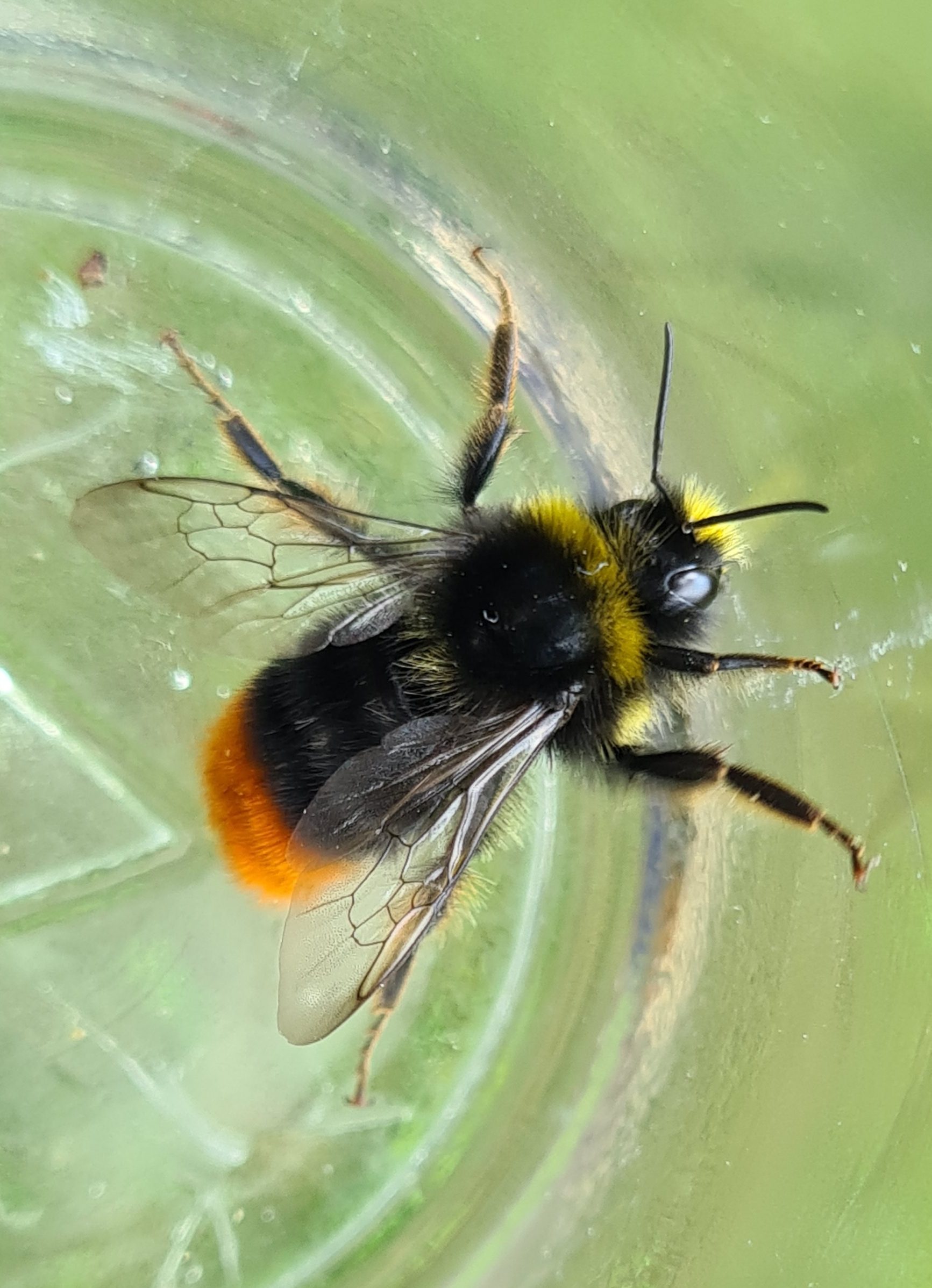 Čmeláci PLUS - Čmelák skalní (Bombus lapidarius) samec (male) Ondřej Hercog 2021 07 21