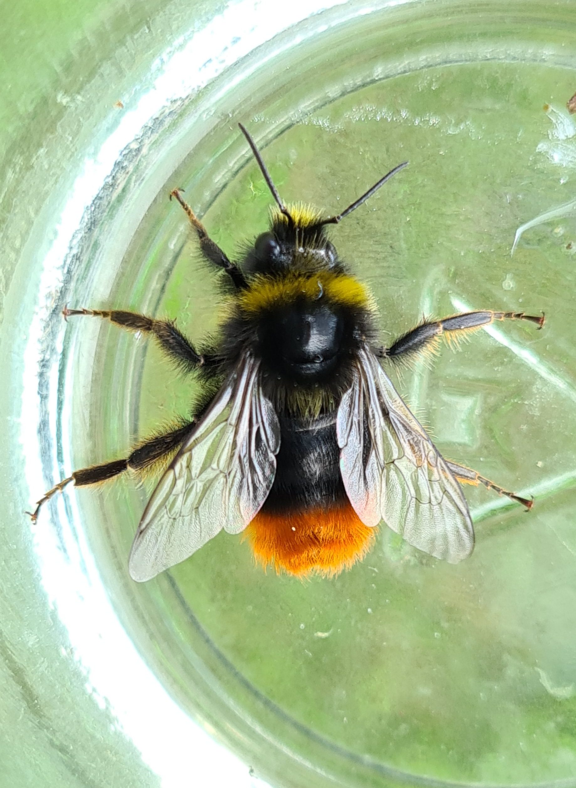 Čmeláci PLUS - Čmelák skalní (Bombus lapidarius) samec (male) Ondřej Hercog 2021 07 21