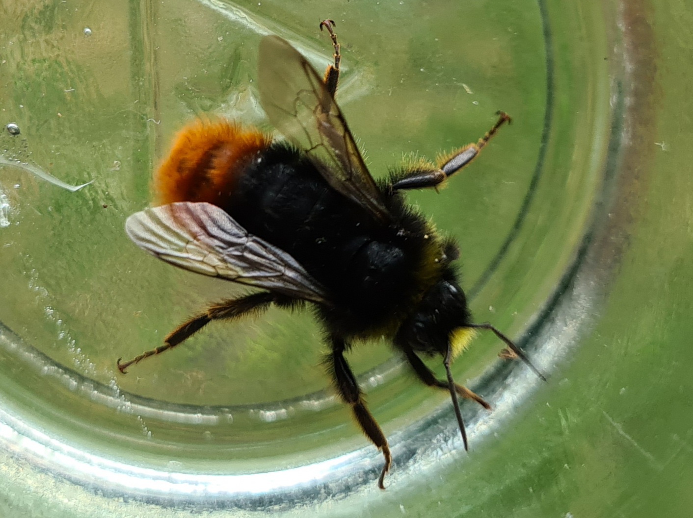 Čmeláci PLUS - Čmelák skalní (Bombus lapidarius) samec (male) Ondřej Hercog 2021 07 21