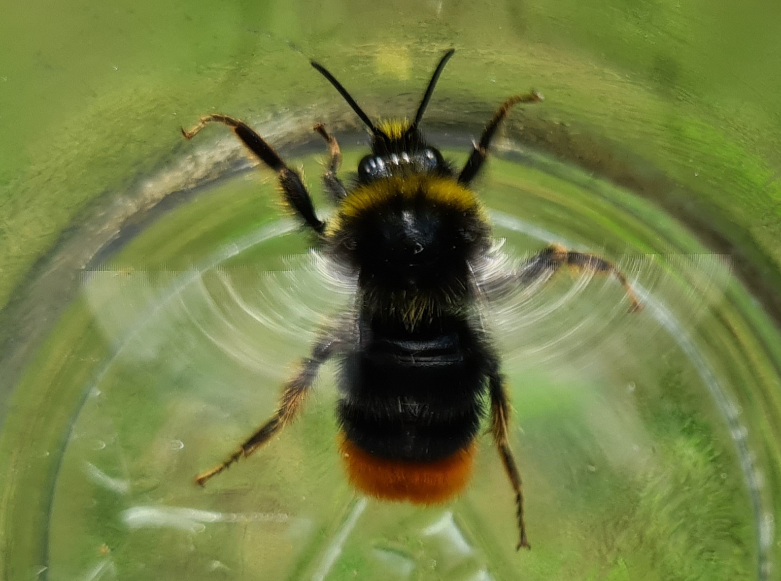 Čmeláci PLUS - Čmelák skalní (Bombus lapidarius) samec (male) - Ondřej Hercog 2021 07 21 (9)